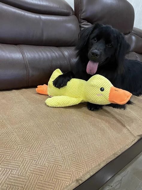 Customer photo review of Calming Duck