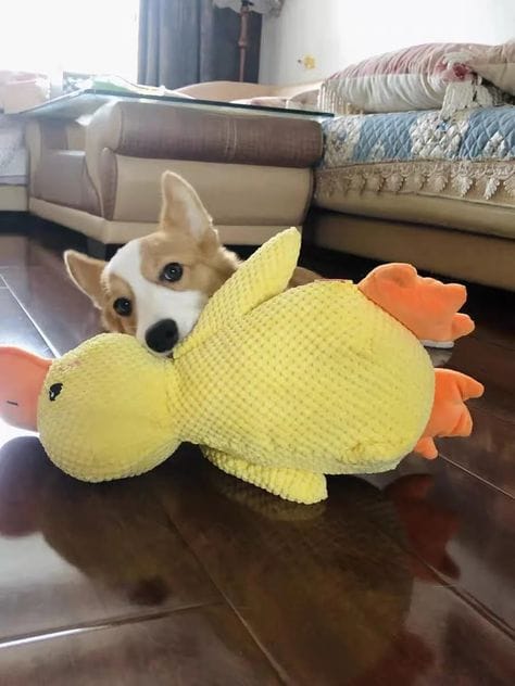 Customer photo review of Calming Duck