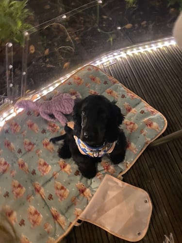 Customer photo review of Travel Mat - Winnie The Pooh