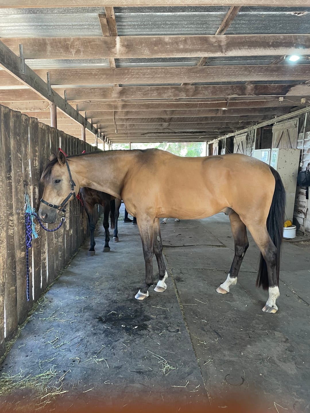 Customer photo review of Flexible Glossy Groomer