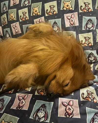 Customer photo review of Dog Blanket - Winnie + Friends
