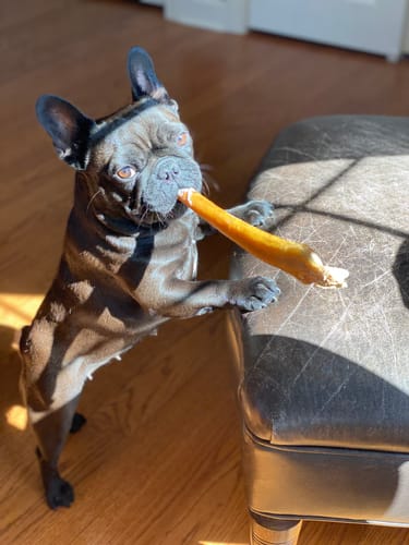 Customer photo review of 12" Monster Bully Sticks