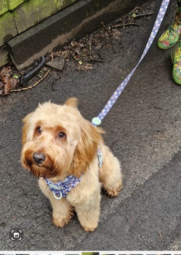 Customer photo review of Tough Trails™ Harness -  Winnie + Friends