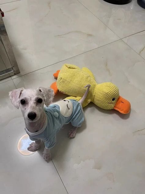 Customer photo review of Calming Duck