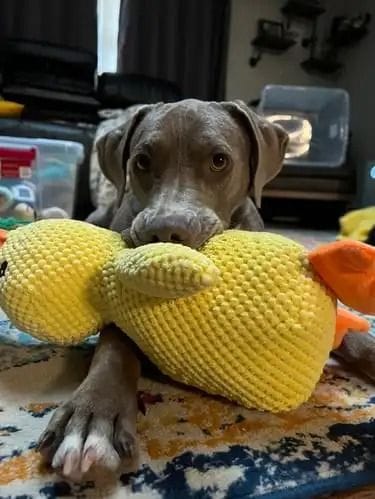 Customer photo review of Calming Duck