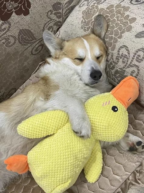 Customer photo review of Calming Duck