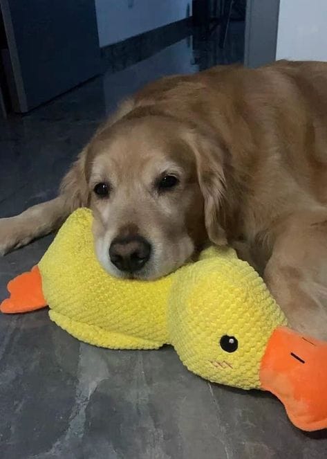 Customer photo review of Calming Duck