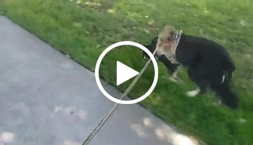 Customer video review of Classic Heavy-Duty Tactical No-Pull Team K9™ Dog Harness With Front & Back D-Rings, Quick-Release Metal-Buckles, Hook & Loop Panels, & Top Handle