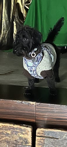 Customer photo review of Tough Trails™ Harness -  Winnie + Friends