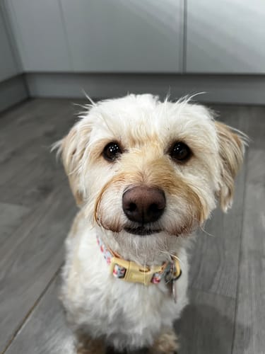 Customer photo review of Collar - Winnie The Pooh