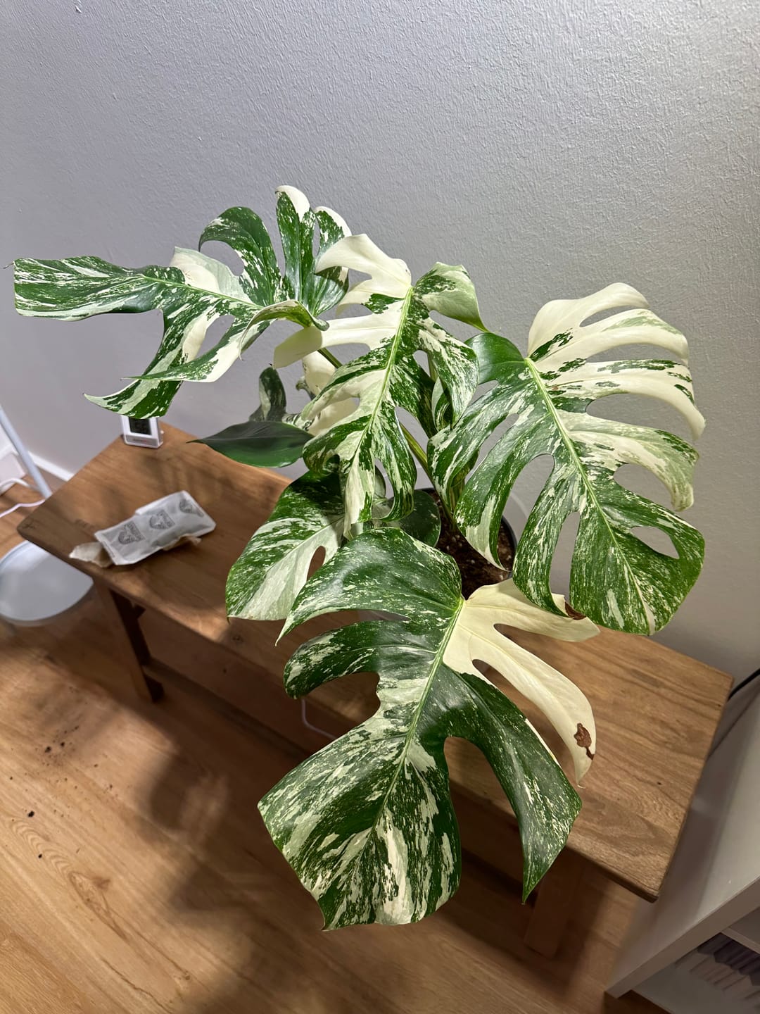 Customer photo review of Monstera Deliciosa Variegata