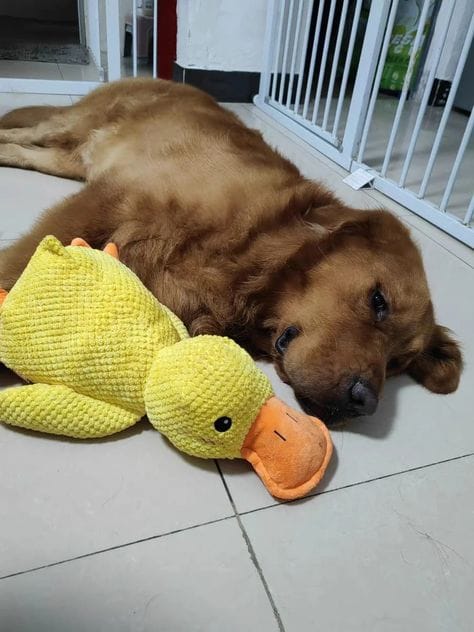 Customer photo review of Calming Duck