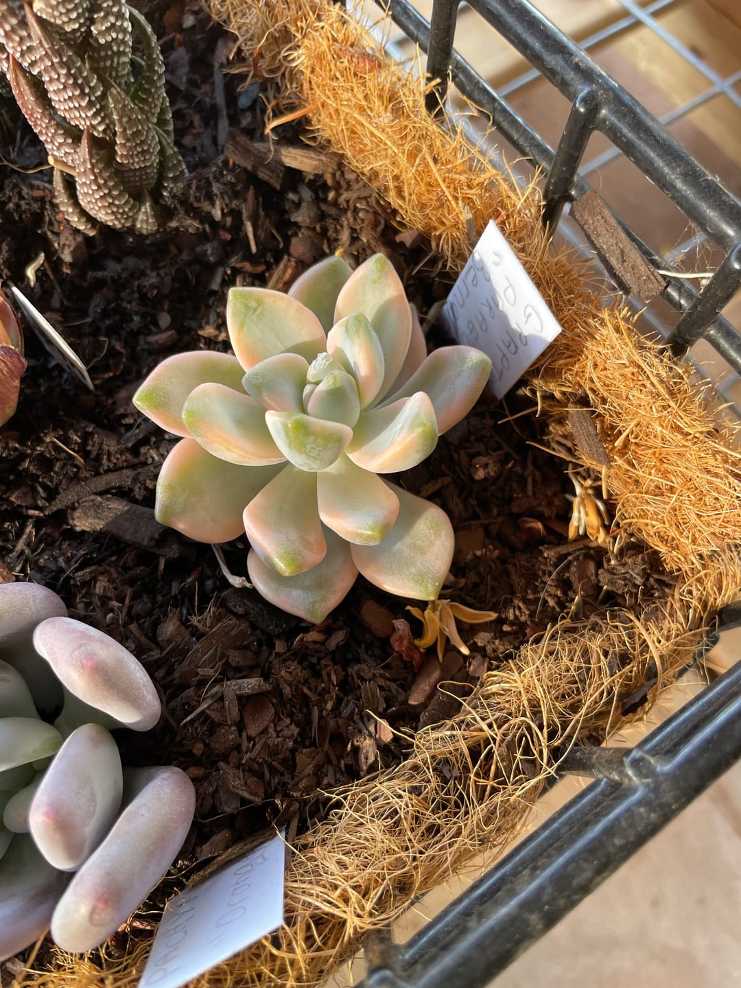 Customer photo review of Graptopetalum paraguayense ssp. bernalense variegated - Cuttings x 1
