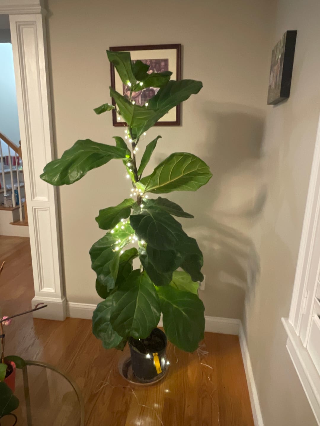 Customer photo review of Fiddle Leaf Fig Guide