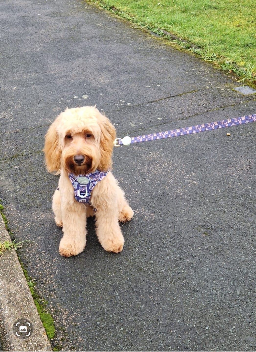 Customer photo review of Lead - Winnie + Friends