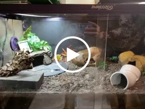 Customer video review of 50 Gallon Reptile Enclosure 36x18x18_Royal Purple