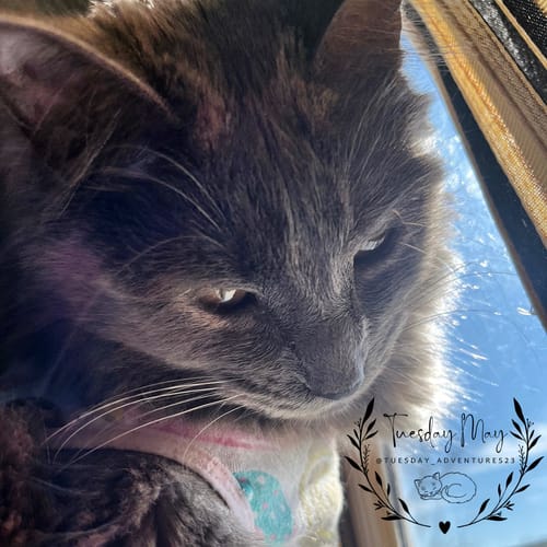 Customer photo review of Flaked Variety Pack, 2.8-oz, Case of 12