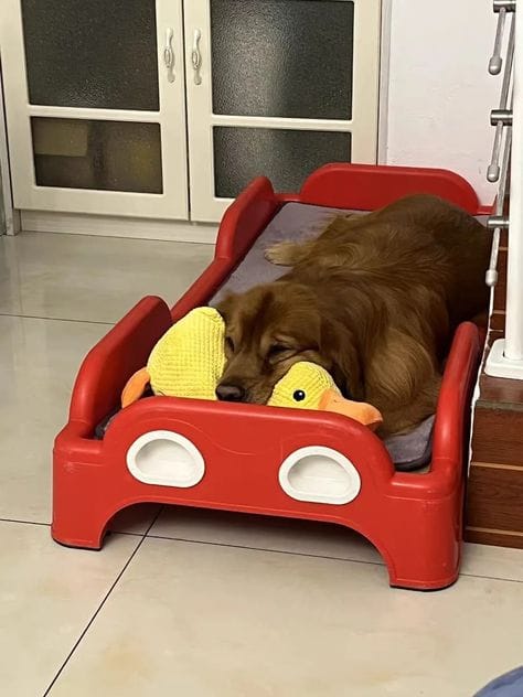 Customer photo review of Calming Duck