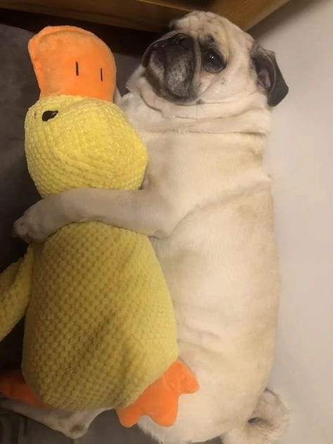 Customer photo review of Calming Duck