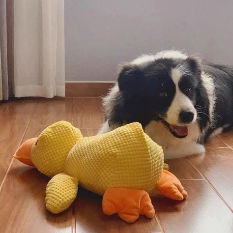 Customer photo review of Calming Duck