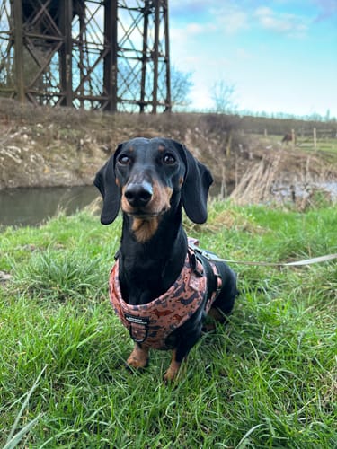 Customer photo review of Adjustable Harness – Coffee Beans + Little Weens - Brown