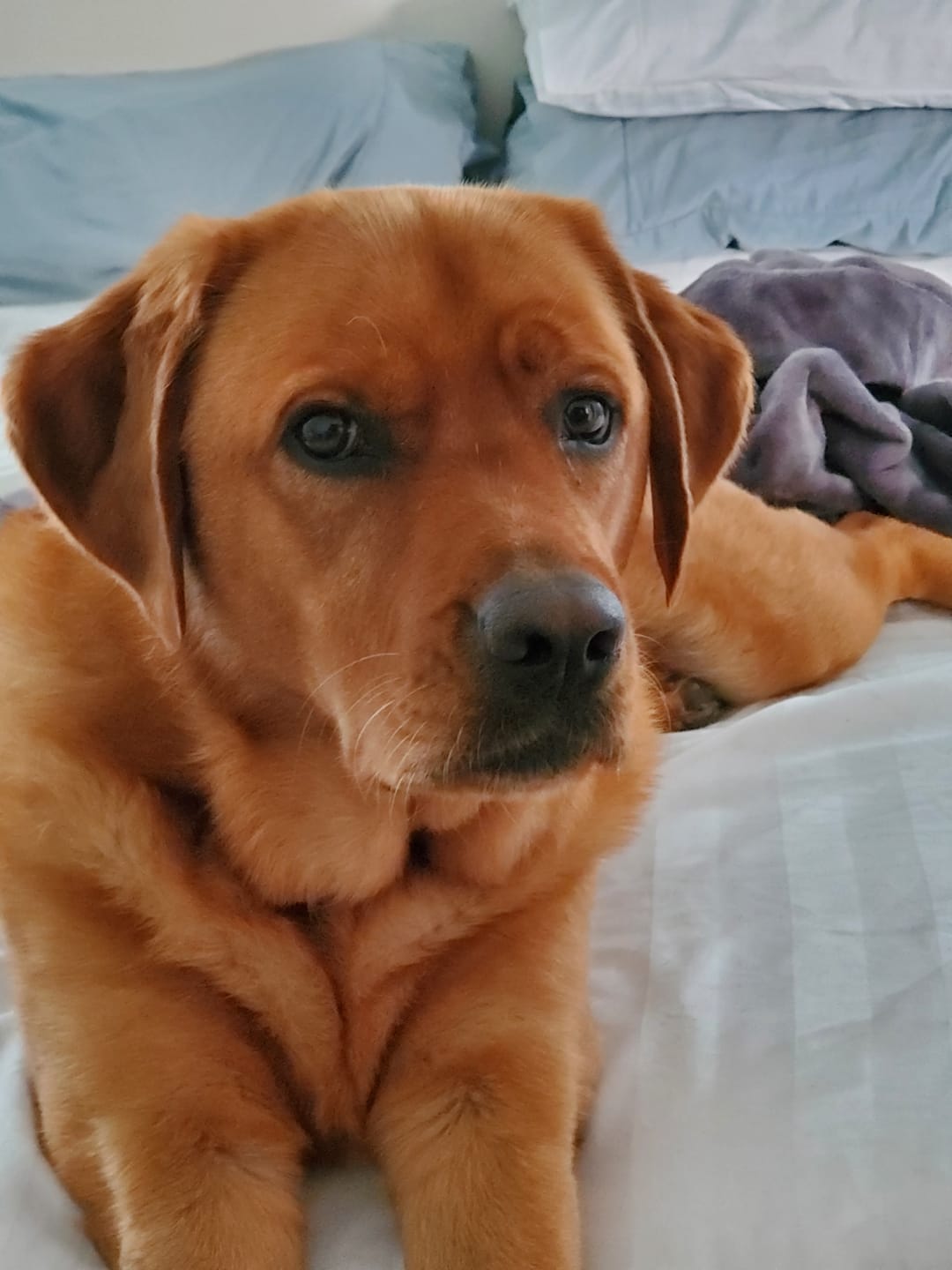 Customer photo review of Carrying Case for furMe Grooming Vacuum