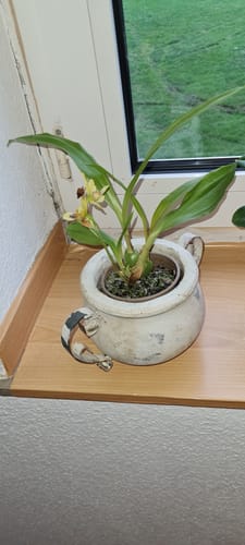 Customer photo review of Zygodisanthos mit grün-gelben Blüten