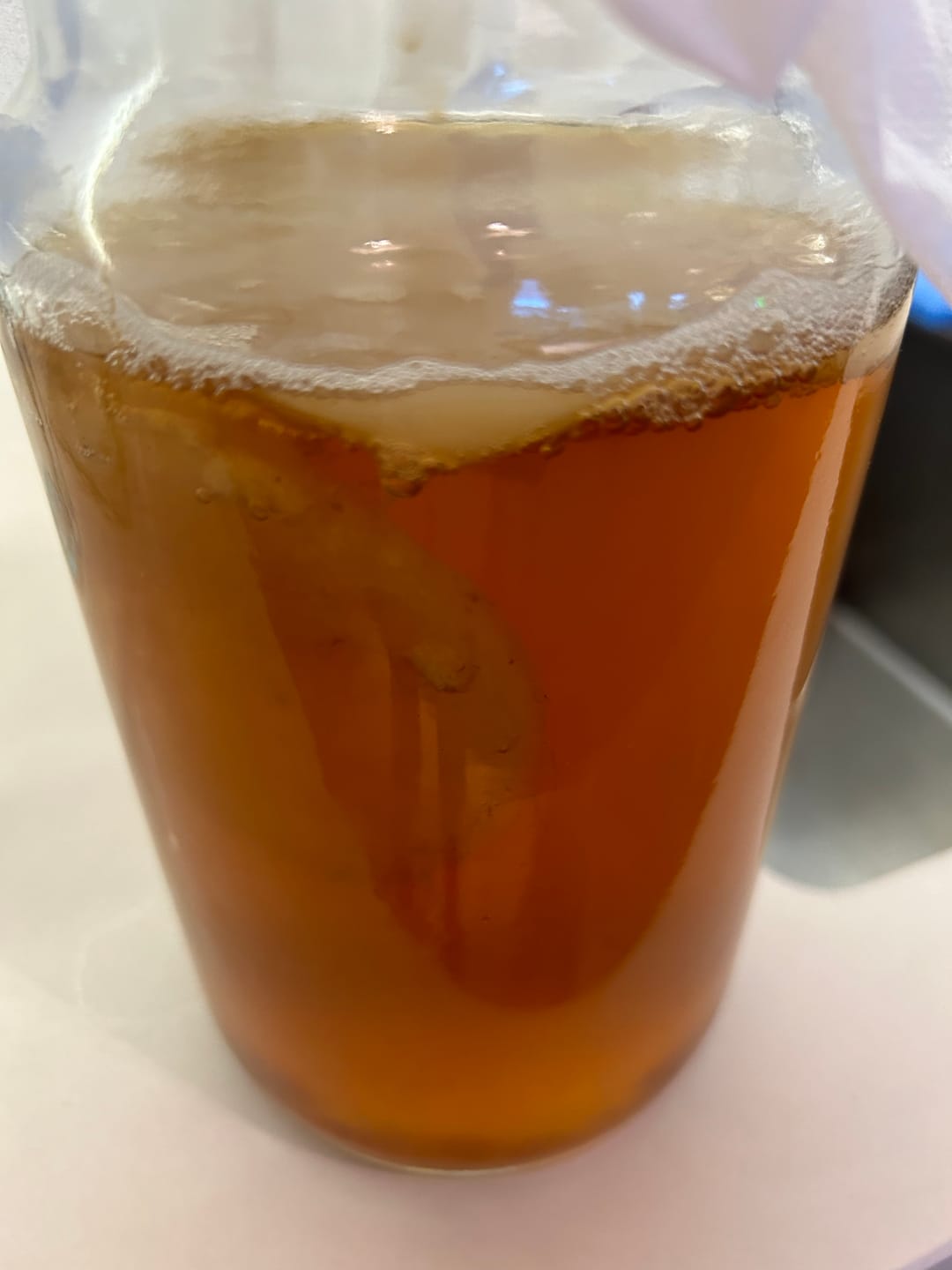 Customer photo review of Kombucha SCOBY