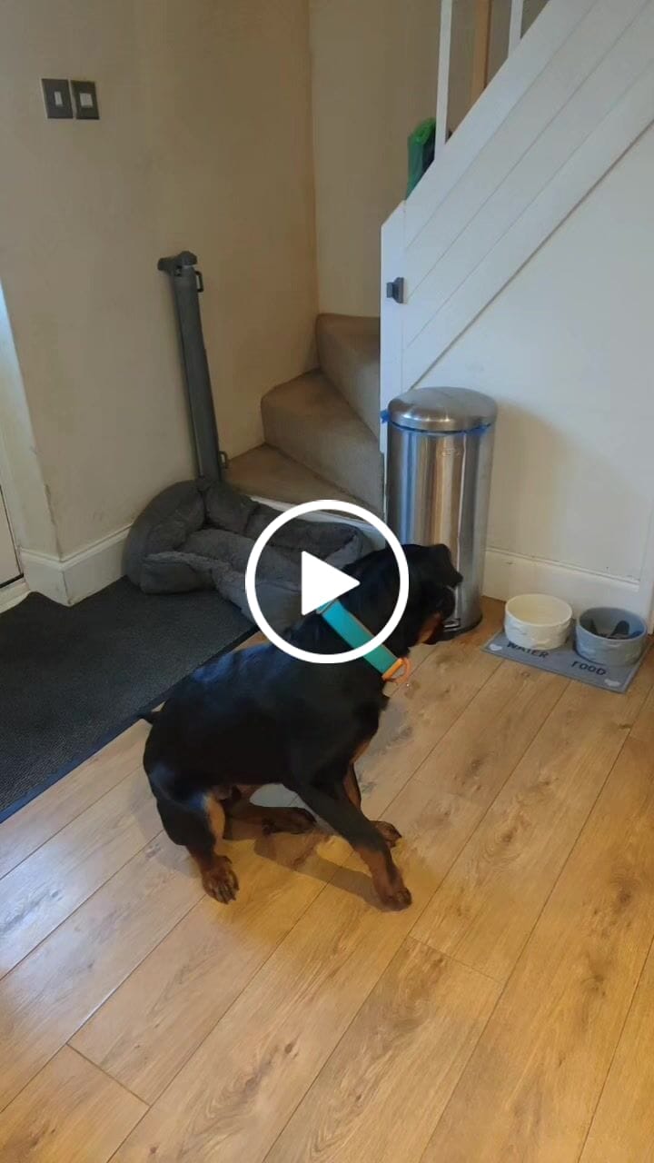 Customer video review of 4cm LIGHTER Combat® Collar | With Handle Rated Clip - Turquoise & Orange
