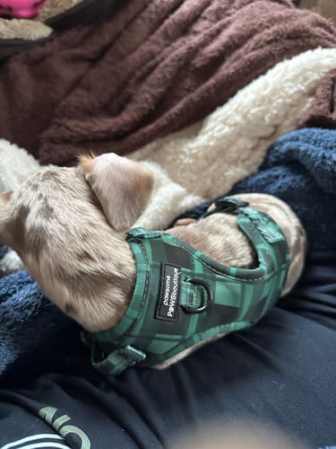 Customer photo review of Adjustable Harness - Lumberjack