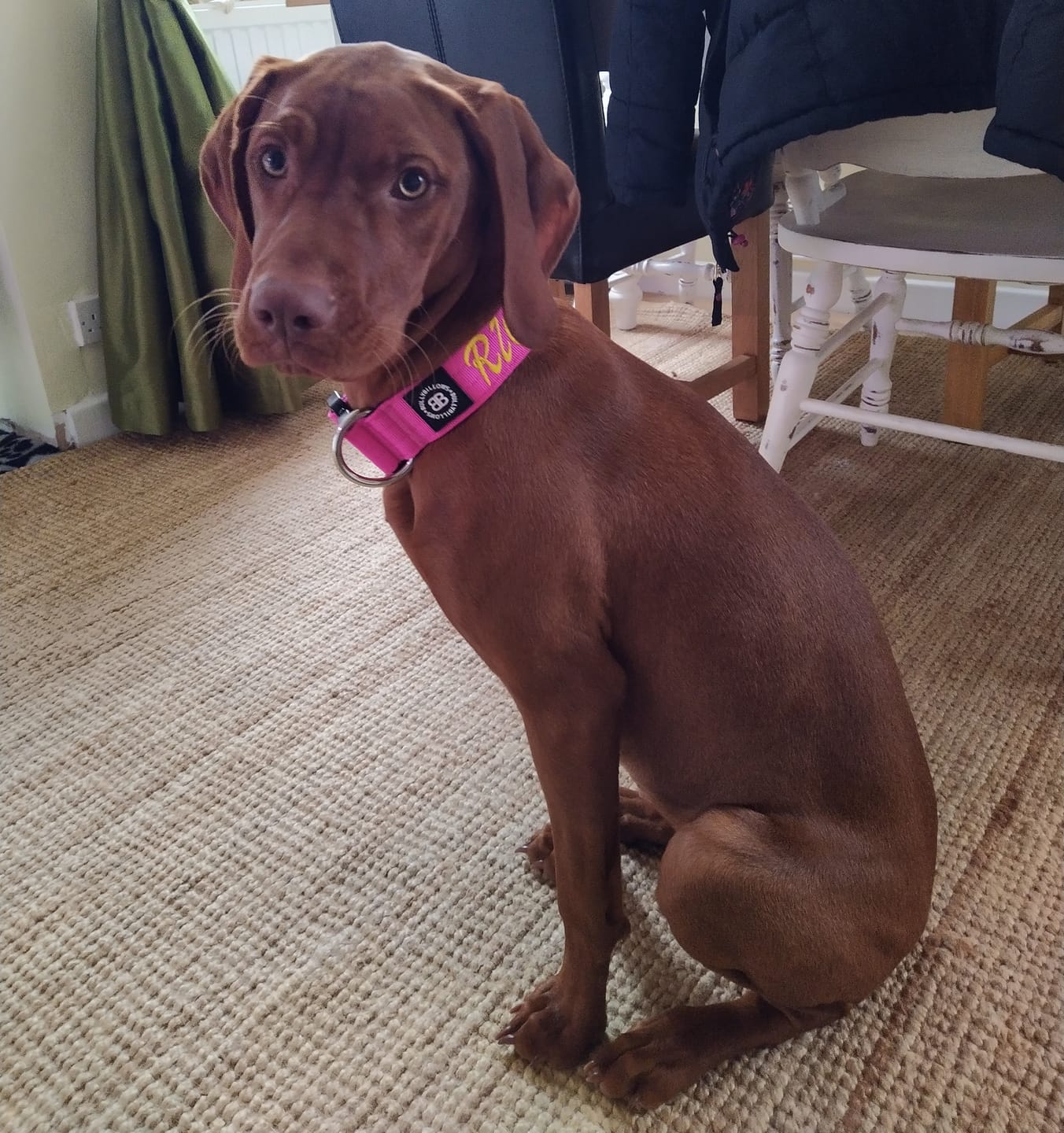 Customer photo review of 4cm Combat® Collar | Rated Clip - NO HANDLE - Magenta v2.0