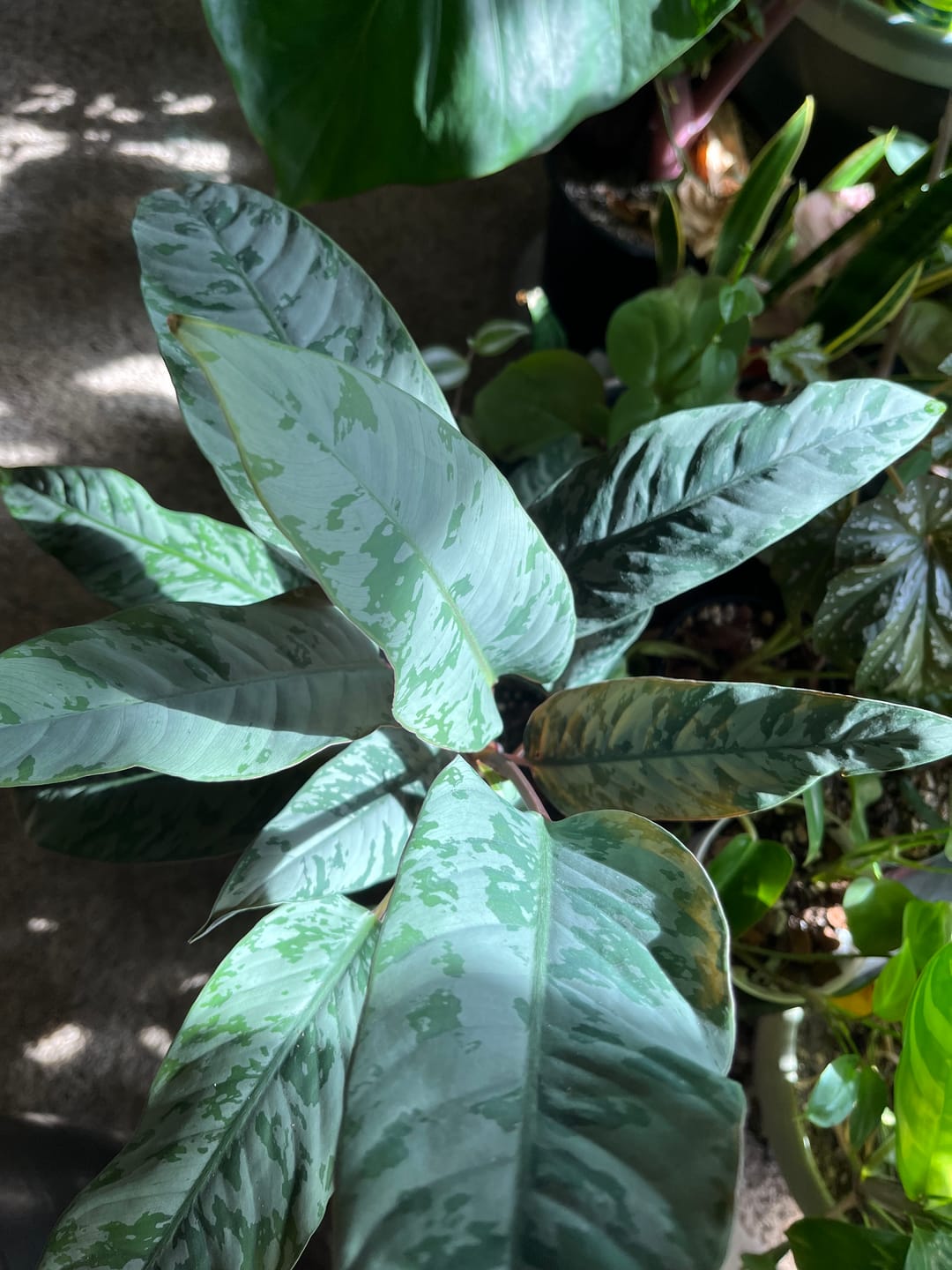 Customer photo review of Apoballis acuminatissima 'Lavallaei'