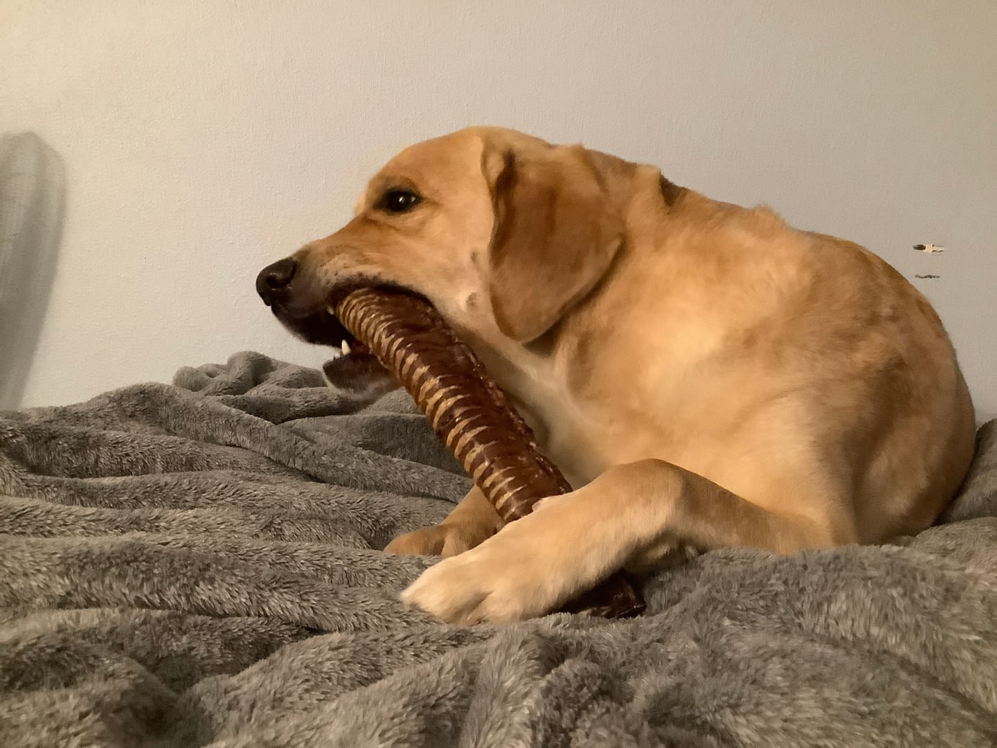 Customer photo review of 12 Inch Beef Trachea