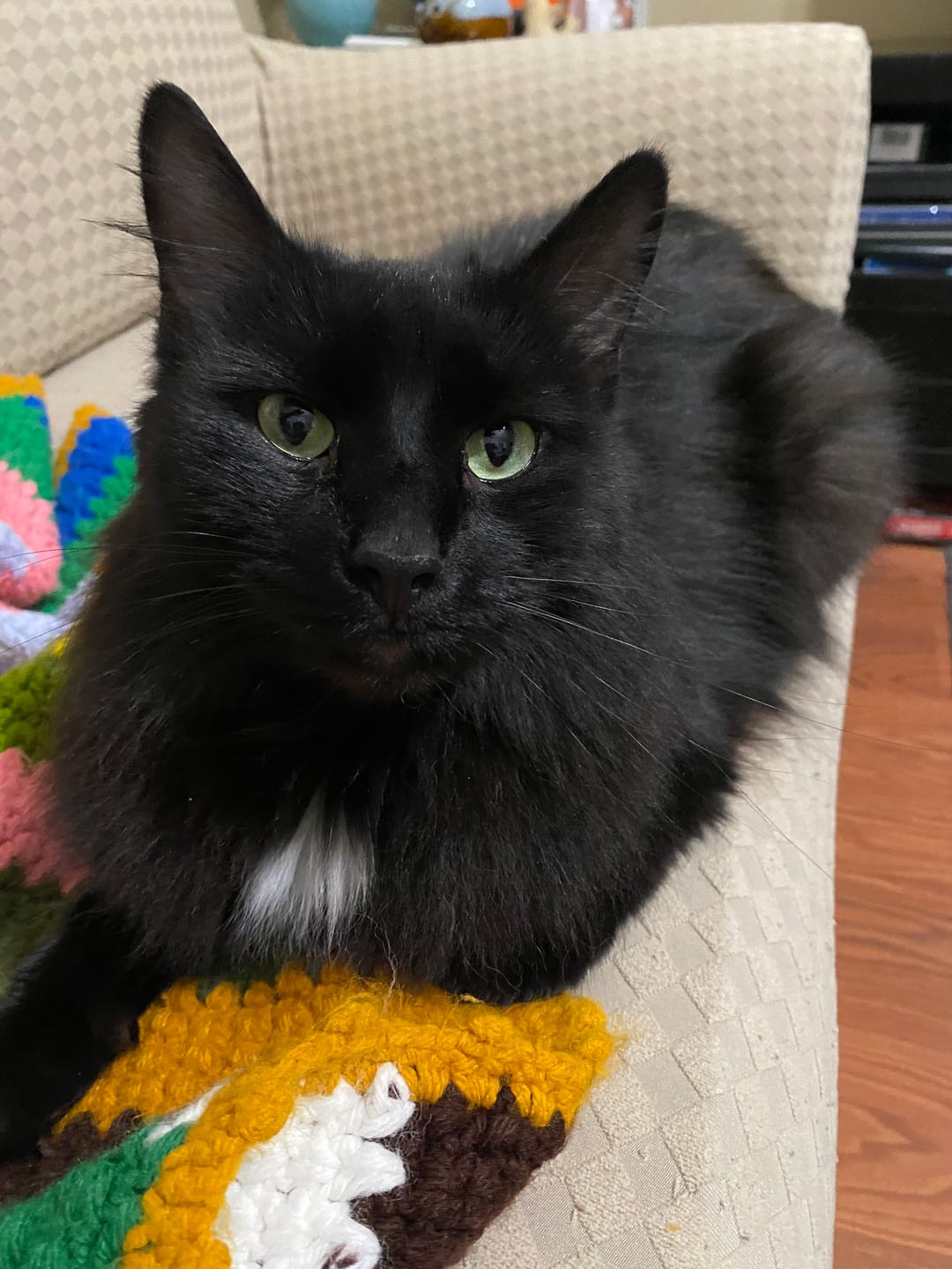 Customer photo review of Mange Treatment for Cats - Treats Feline Sarcoptic & Demodectic Mange, Scabies & Ear Mites