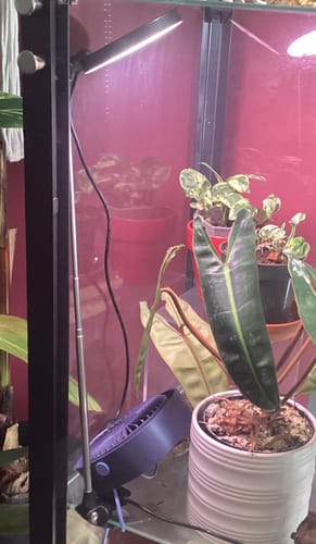 Customer photo of 28" Adjustable LED Plant Light from Helena H.