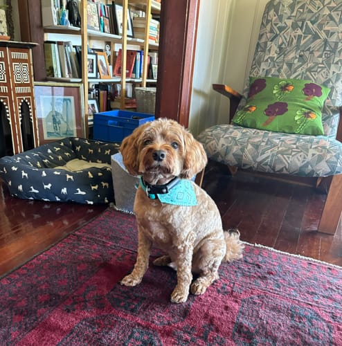 Customer photo review of DoggieBalm Natural Manuka & Hemp Shampoo and Conditioner