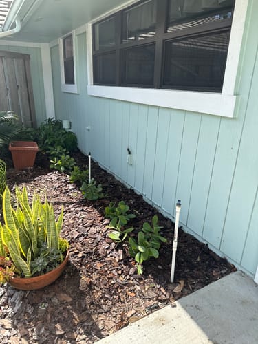 Customer photo review of Clusia