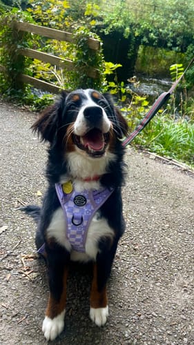 Customer photo review of Tough Trails™ Harness - Flower Check - Sale