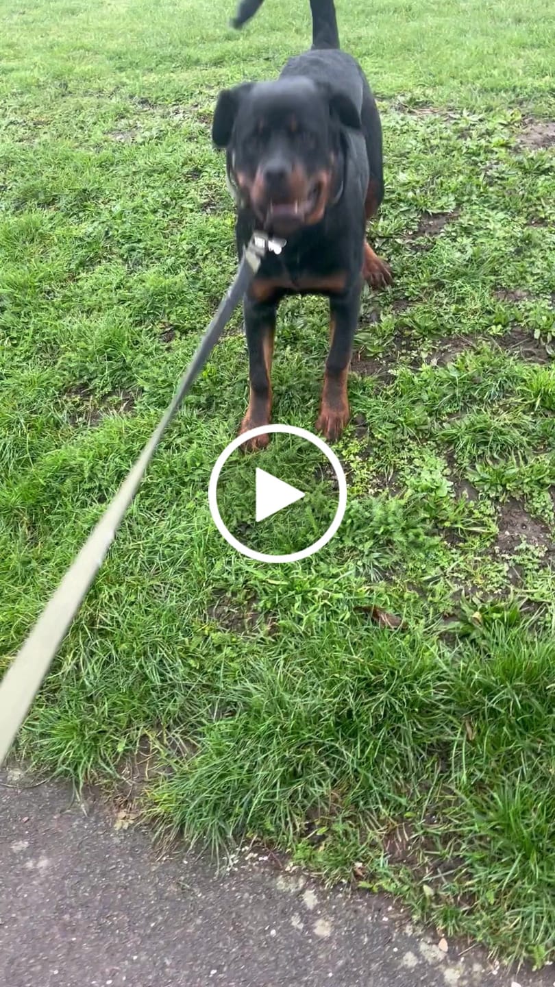 Customer video review of 1.4m Swivel Combat Lead | Neoprene Lined, Secure Rated Clip with Soft Handle - Khaki