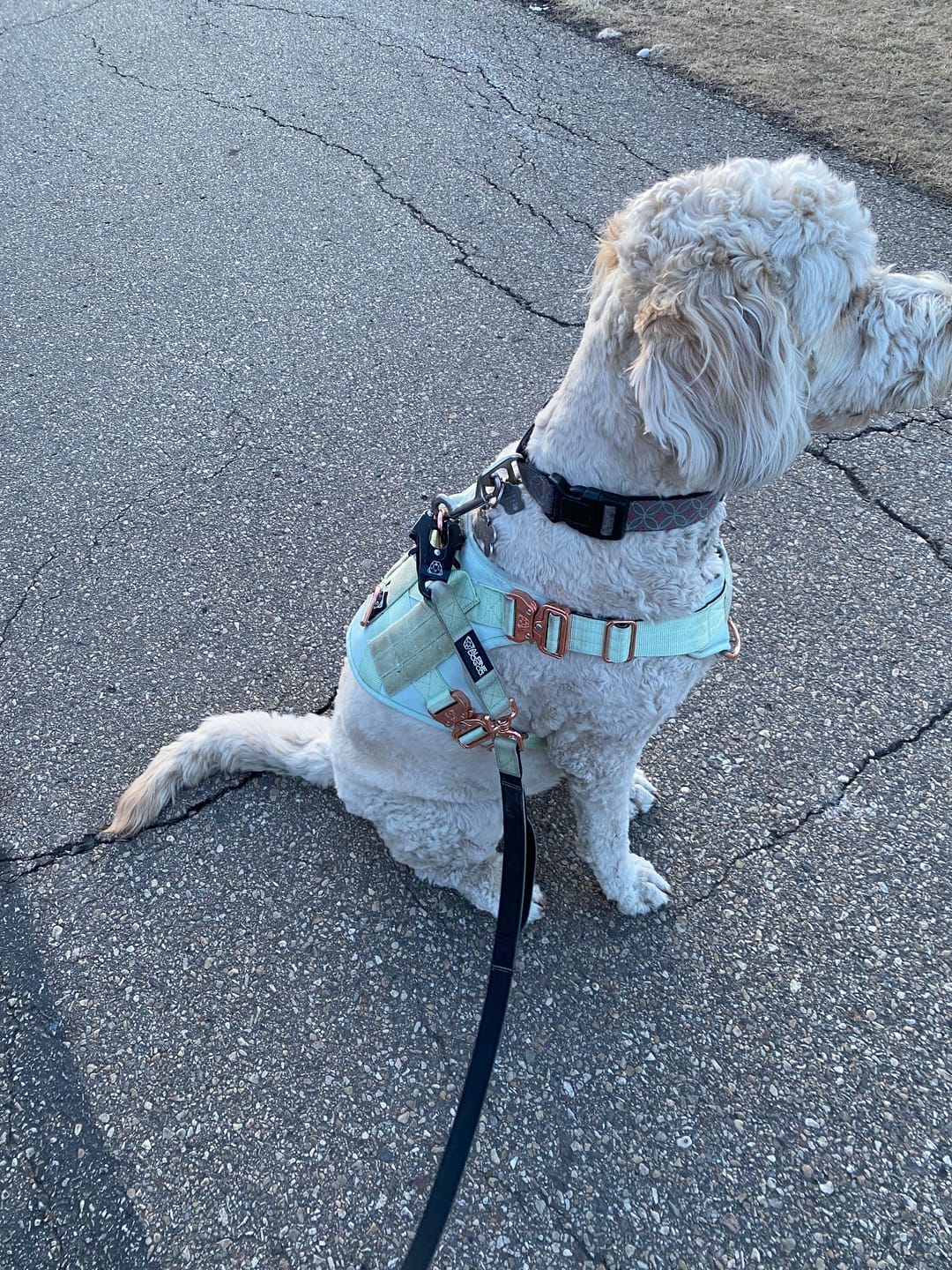 Customer photo review of HNTR 3.0 Dog Harness - Honeydew