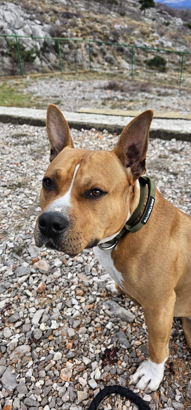 Customer photo review of 4cm Combat® Collar | With Handle & Rated Clip -  Khaki v2.0