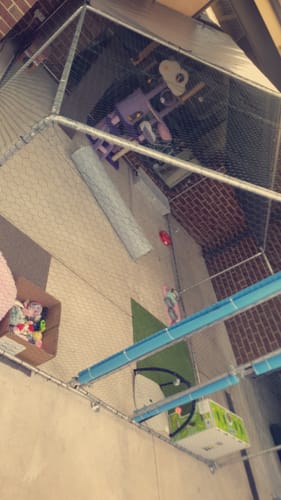 Customer photo review of Walk-in Chicken Run with Waterproof Cover 4m x 3m