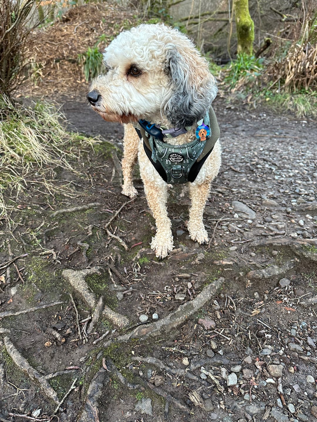 Customer photo review of Waterproof Collar - Winnie + Friends