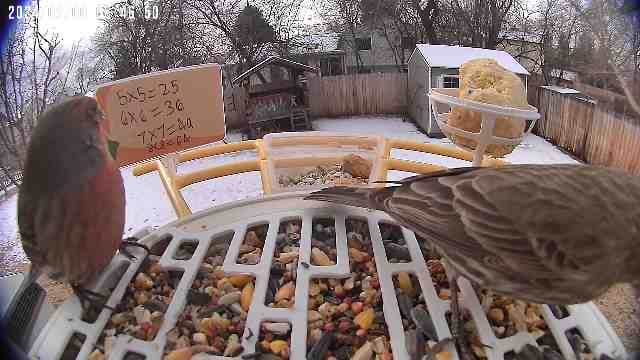 Customer photo review of Birdfy Pro Perch Extension