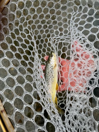 Customer photo review of Blue Line Slim Standard Hoop