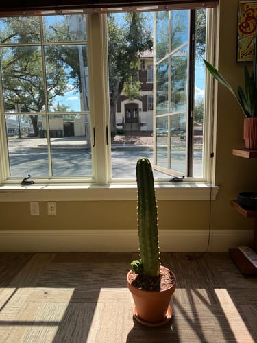 Customer photo review of San Pedro Cactus | Echinopsis (Trichocereus) pachanoi