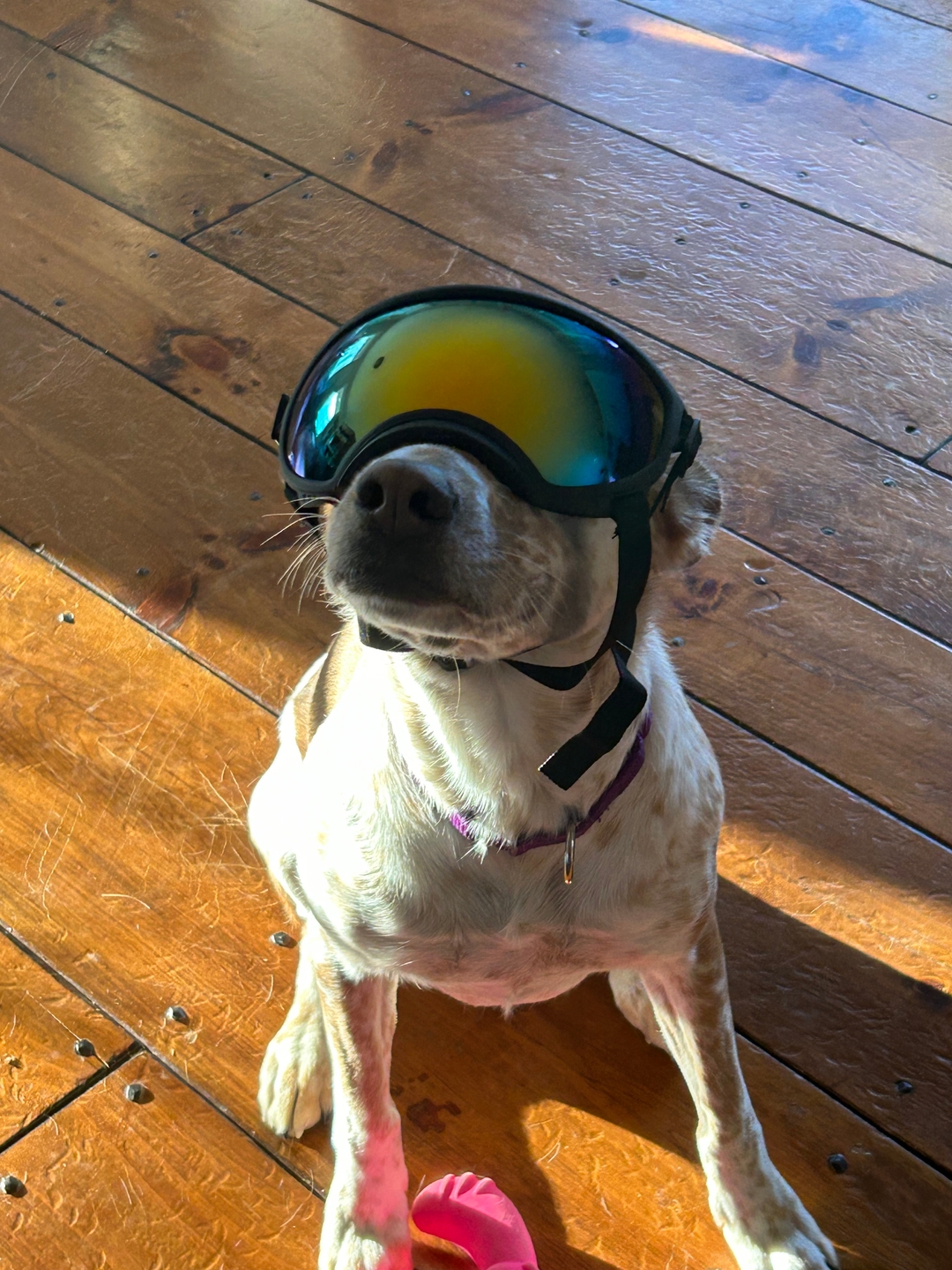 Verified customer photo of a dog wearing Team K9 Dog Goggles in a kitchen