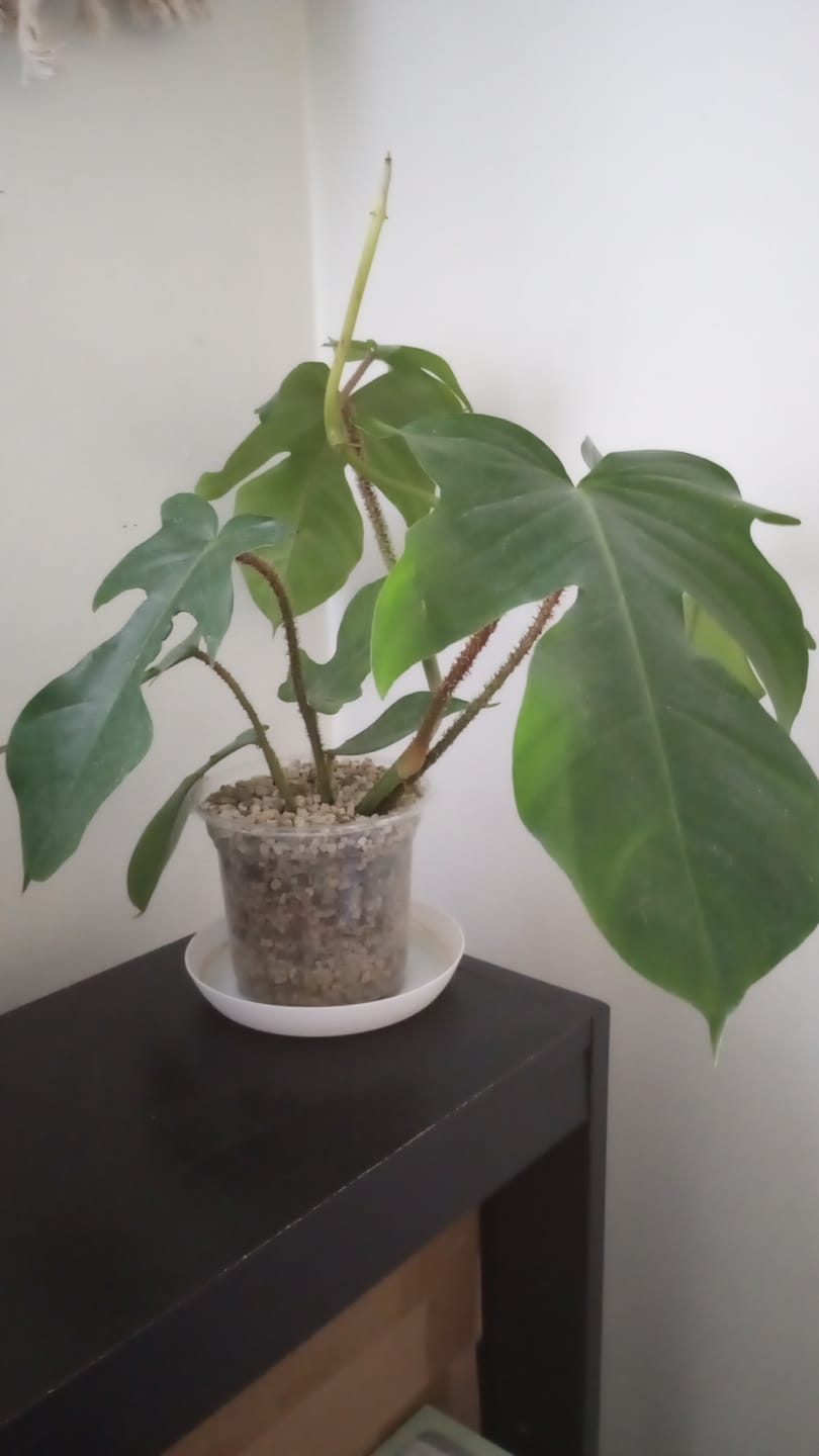 Customer photo review of Philodendron squamiferum