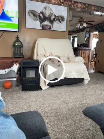 Customer video review of Ear Infection & Itch Relief Treatment for Dogs and Cats - Helps Ear Problems such as Otitis, Lesions and Papules