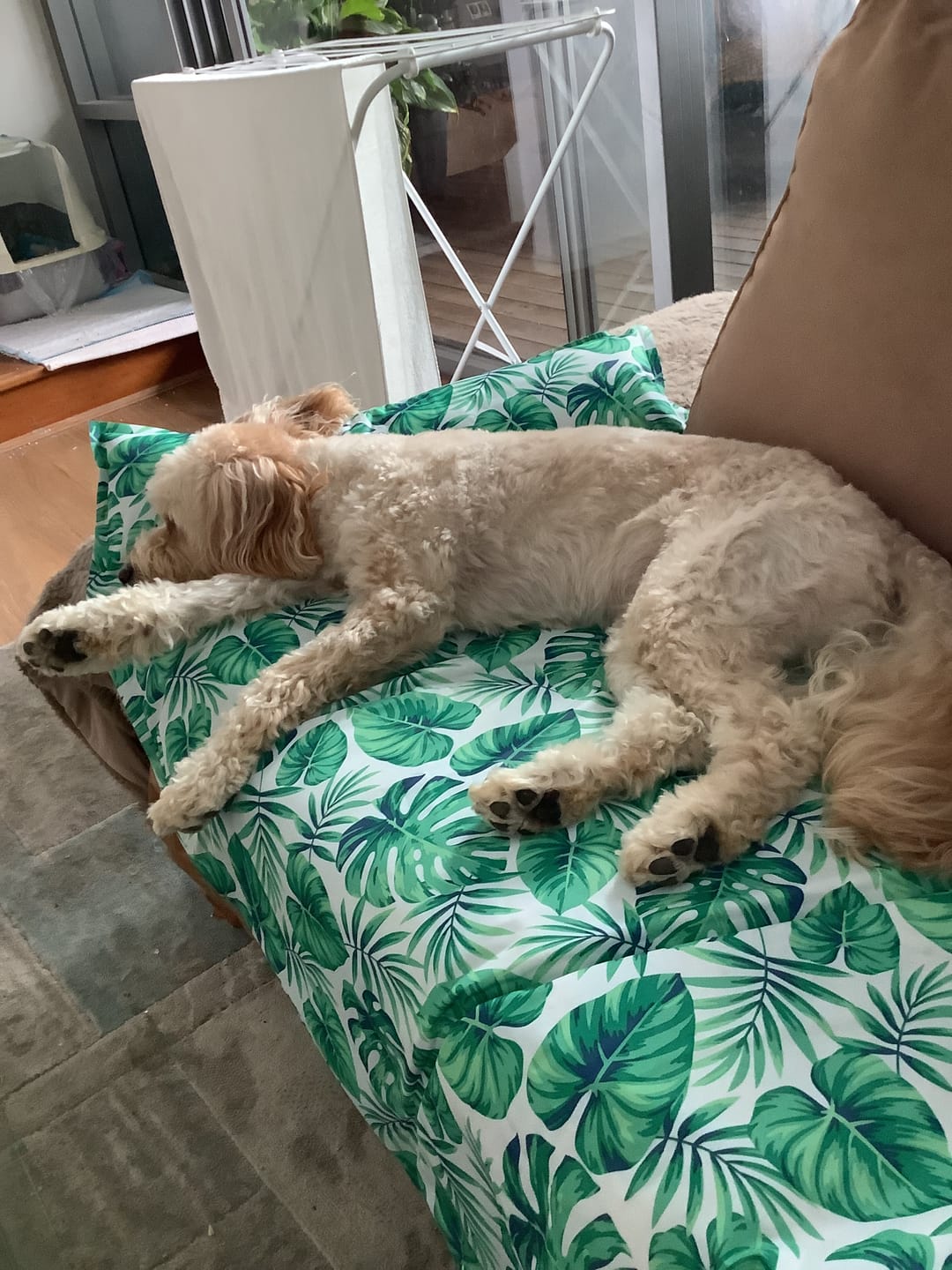 Customer photo review of PaWz Dog Summer Cooling Mat